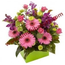 Mix Carnation